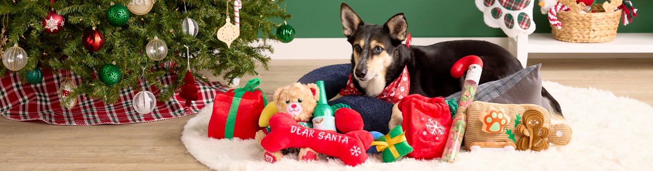 Dog in front of Christmas Tree and pet stocking wearing a Christmas bandana and playing with Christmas-themed toys and treats.