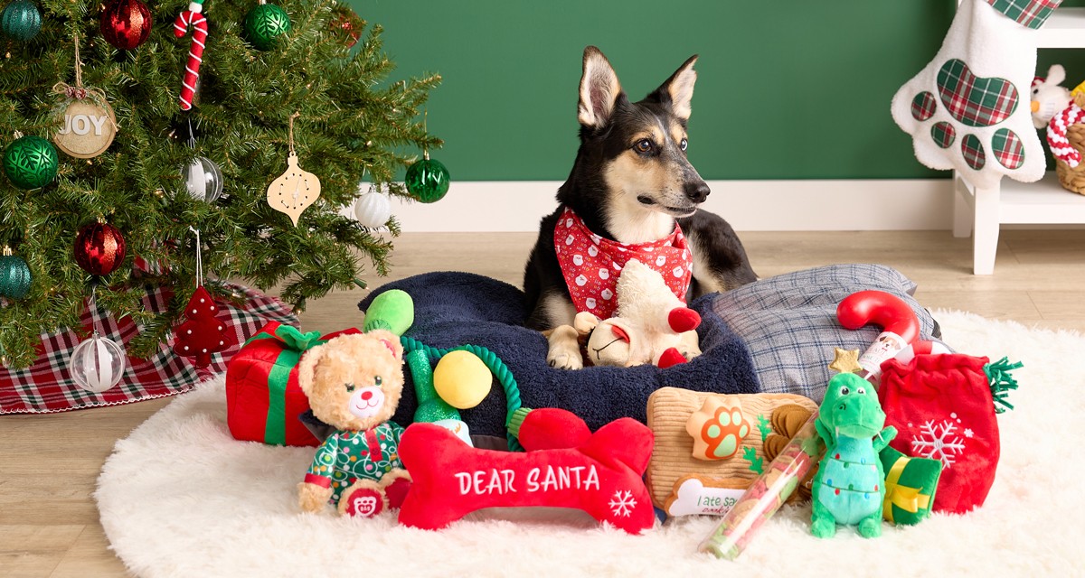 Dog in front of Christmas Tree and pet stocking wearing a Christmas bandana and playing with Christmas-themed toys and treats.