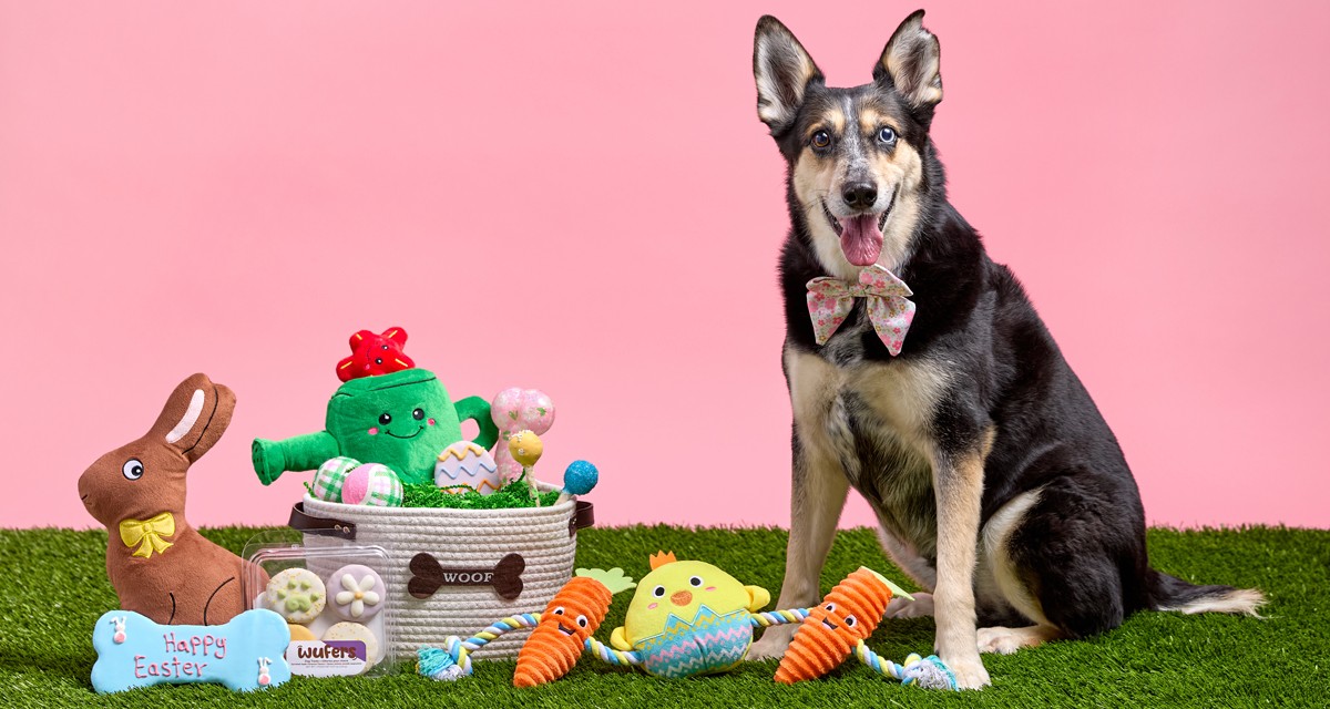 Dog wearing Easter bowtie with Easter basket full of plush dog toys, dog treats & more.