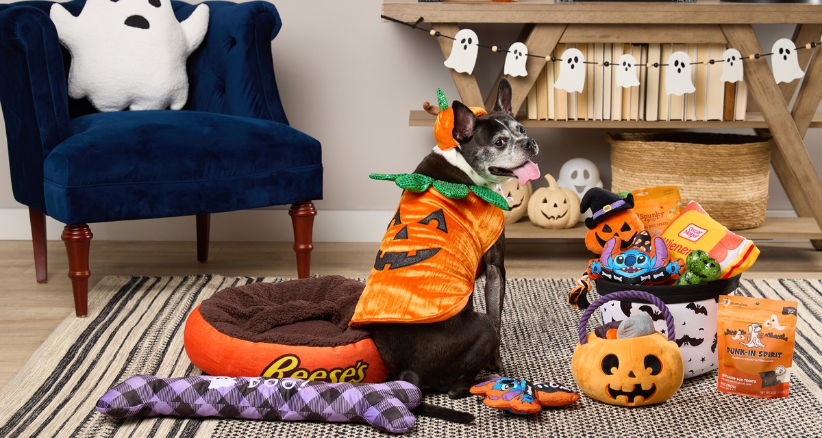 Dog dressed in a Stitch Halloween costume isurrounded by a REese's dog bed, halloween stuffed dog toys, and dog treats.