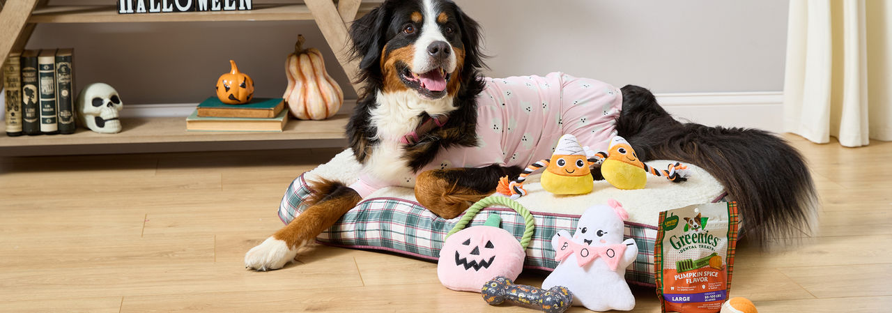 Dog dressed in Halloween PJs surrounded by halloween stuffed dog toys and treats.
