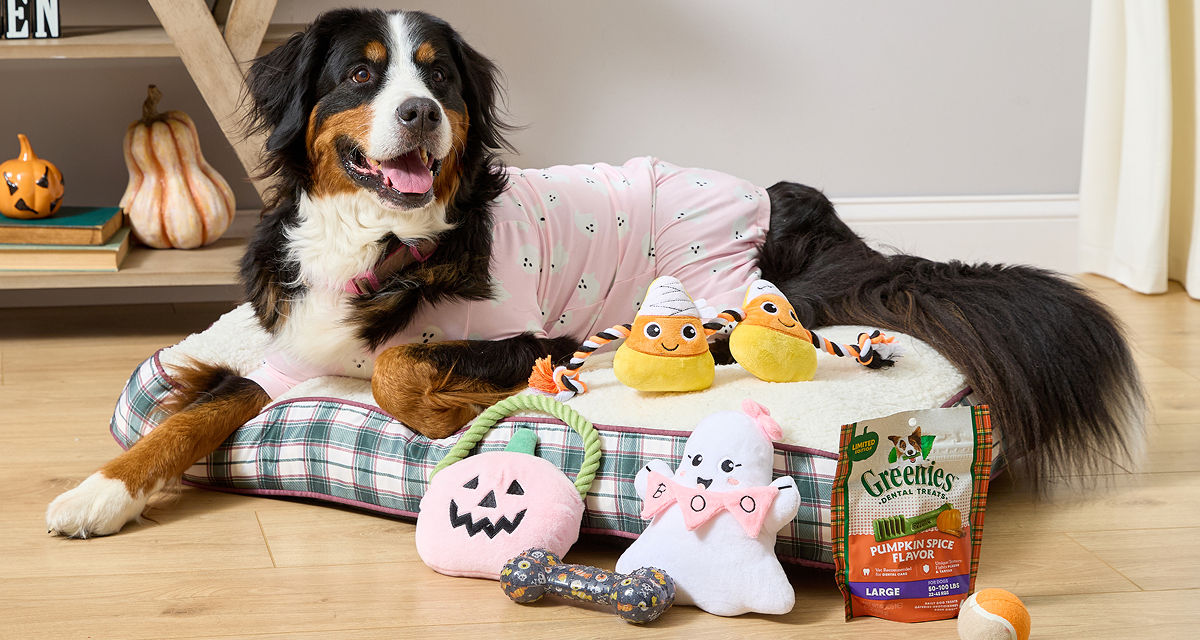 Dog dressed in Halloween PJs surrounded by halloween stuffed dog toys and treats.