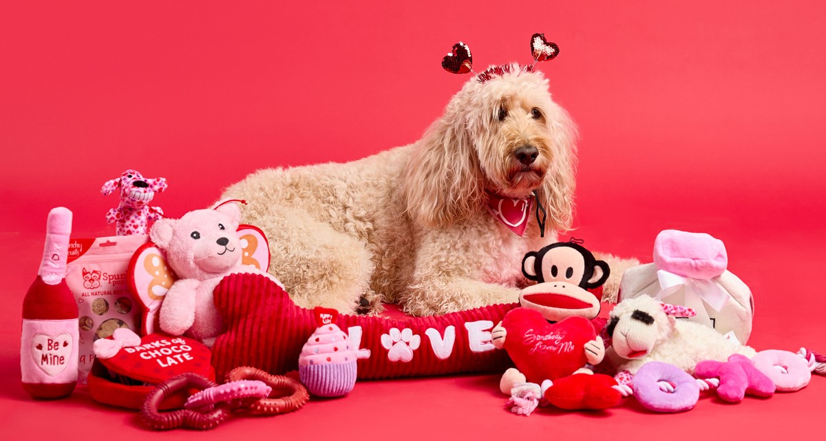 Golden Doodle dog in heart headband and bandana surrounded by Valentine's pet treats and toys from pOpshelf.