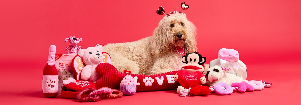 Golden Doodle dog in heart headband and bandana surrounded by Valentine's pet treats and toys from pOpshelf.