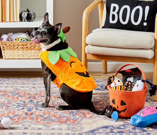 Cleveland Browns Dog Jersey - Orange Trim - Pet Costume Center