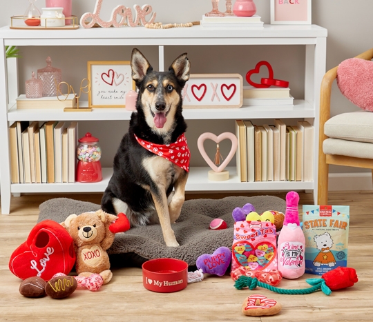 Dog with valentine's day dog toys, treats, bandanas, water bowl, and more.