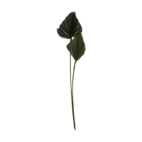 Green Sun Spears Stem, Small